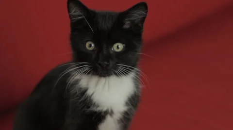 Black and white kitten Stock Footage 42105456