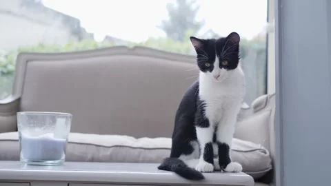 Black and white kitten Stock Footage 159484104