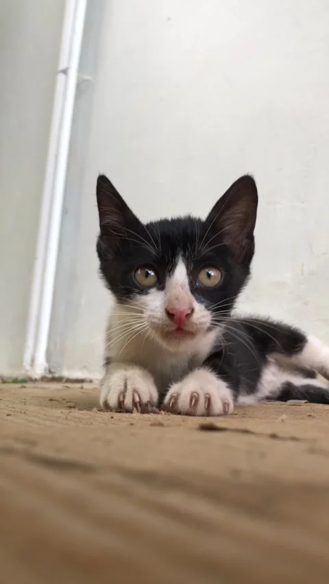 Black and white kitten Stock Footage 220824134