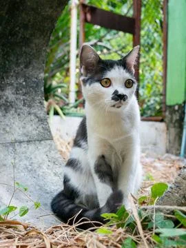Black and White Kitten Looking Sitting on Concrete Ground Foto stock