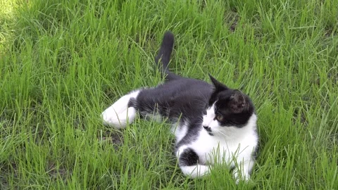 Black and white kitten lying in the garden Stockbeeldmateriaal 334323499