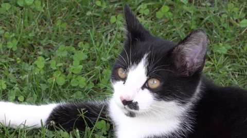 Black and white kitten lying in the garden Stock-Footage 334323699