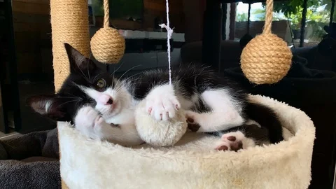 Black and white kitten playing with hanging balls of string and rope. Stock Footage 118305872