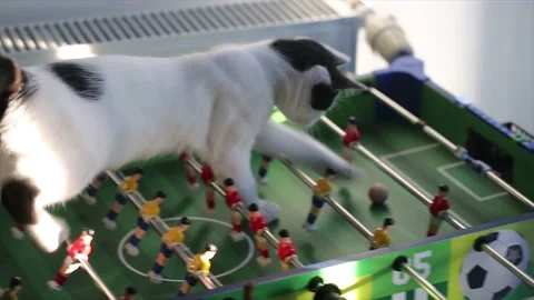 Black and white kitten is playing with a ball on a table soccer in the sun Stock Footage 192403007