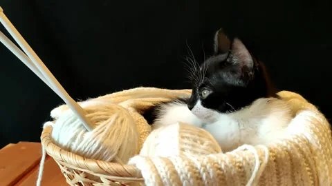 A black and white kitten is sitting in a wicker basket, on a dark background 스톡 동영상 166235607