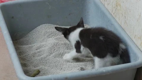 Black and White Kitten Using Litter Box Indoors Stockbeeldmateriaal 345101779