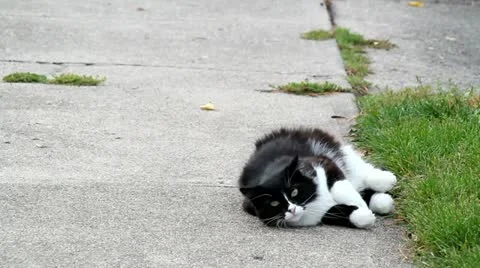 Black and White Kitty 動画素材 12379465