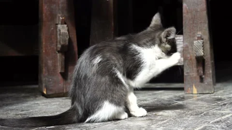 Black and white kitty washes 库存影片 67812929