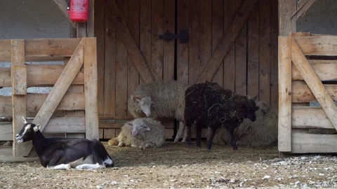 Black and white lambs and goats lying in front of a barn. Stock Footage 315282340