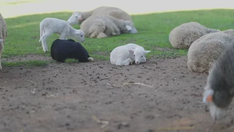 Black and white lambs resting with sheep flock in a green pasture Stock Footage 323194029
