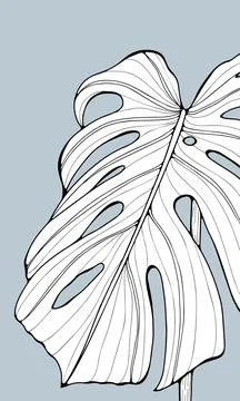 Black and white large monstera leaf on a pale blue background. Stock Illustration