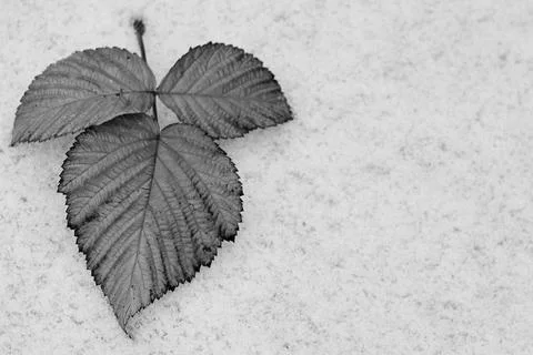 Black and white leaf lying on white snow, white background, autumn, winter. Stock Photos