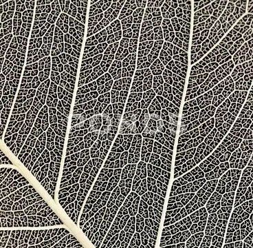 Black and white leaf Stock Photos