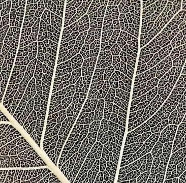 Black and white leaf Stock Photos