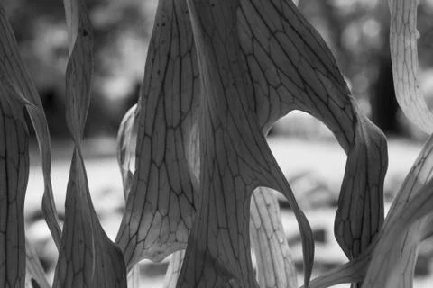 Black and white leaf Stock Photos