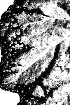 Black and White Leaf Texture with Vein Pattern 스톡 일러스트