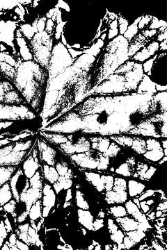 Black and White Leaf Texture with Vein Pattern 库存插图