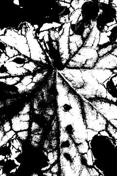 Black and White Leaf Texture with Vein Pattern 库存插图