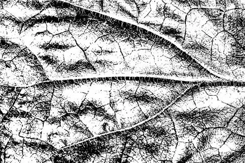 Black and White Leaf Texture with Vein Pattern イラスト素材