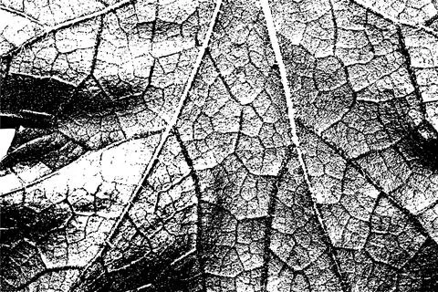 Black and White Leaf Texture with Vein Pattern イラスト素材