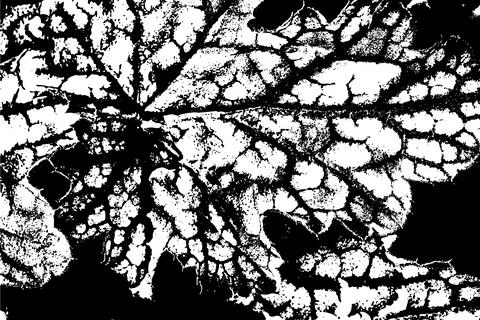 Black and White Leaf Texture with Vein Pattern イラスト素材
