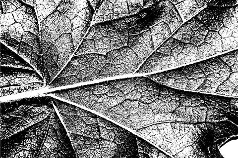 Black and White Leaf Texture with Vein Pattern イラスト素材