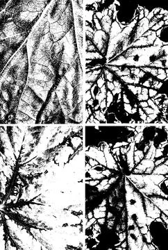 Black and White Leaf Texture with Vein Pattern イラスト素材