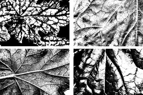 Black and White Leaf Texture with Vein Pattern イラスト素材