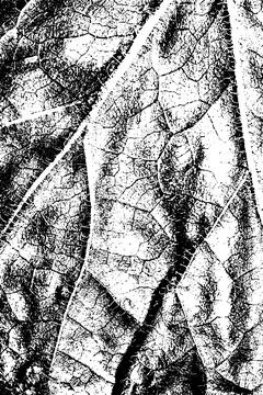 Black and White Leaf Texture with Vein Pattern Stock Illustration