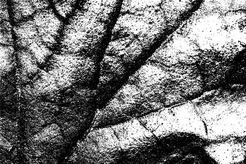Black and White Leaf Texture with Vein Pattern 库存插图