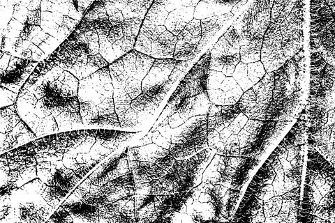Black and White Leaf Texture with Vein Pattern イラスト素材