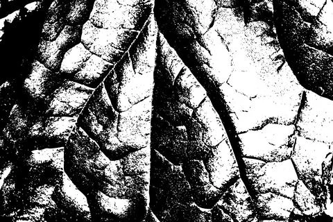 Black and White Leaf Texture with Vein Pattern 스톡 일러스트