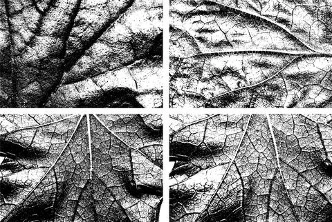 Black and White Leaf Texture with Vein Pattern 库存插图
