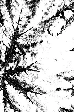 Black and White Leaf Texture with Vein Pattern 库存插图