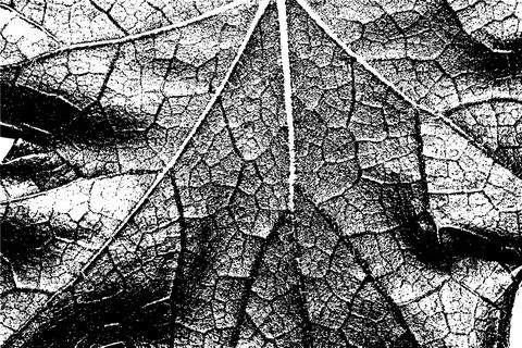 Black and White Leaf Texture with Vein Pattern イラスト素材