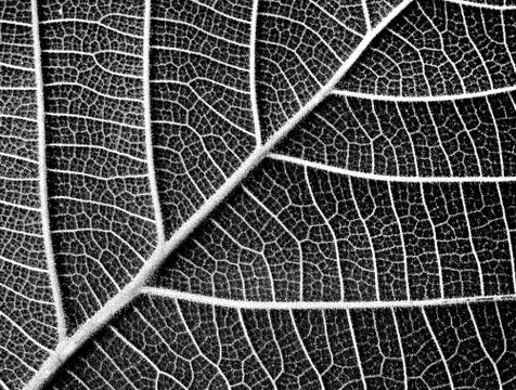 Black and white leaf texture Stock Photos