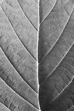 Black and white leaf texture. Nature floral background. Organic botanical b.. Stock Photos