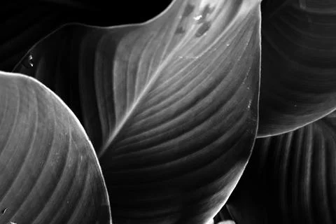 Black and white leaf texture Stock Photos