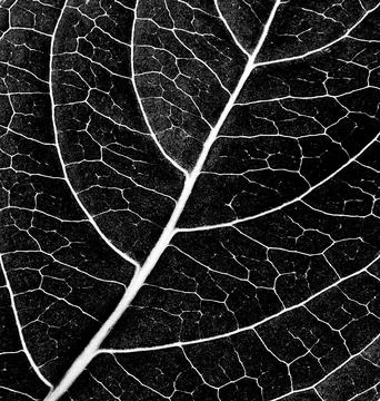 Black and white leaf texture Stock-Fotos