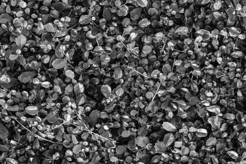Black and white leafs pattern texture background for decoration. Stock Photos
