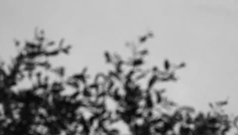 Black and White Leafy Trees Video stock 1183662