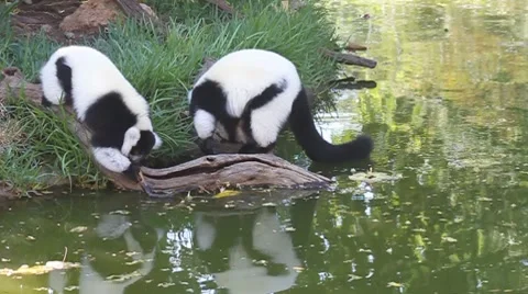 Black and white Lemur Stock Footage 8192571