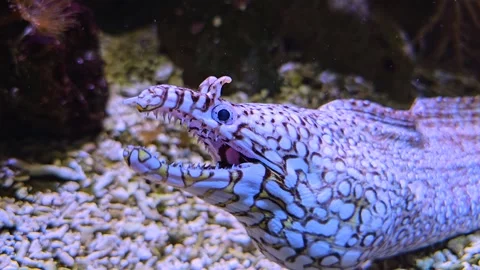 A black and white leopard eel  Stock-Footage 269825316