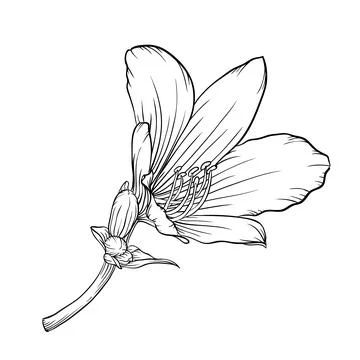 Black and white lily isolated on white background. Stock Illustration