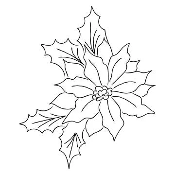 Black and white line drawing of poinsettia flowers with holly leaves. Ideal.. Stock Illustration