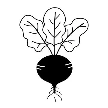 Black and white linear beet icon Stock Illustration
