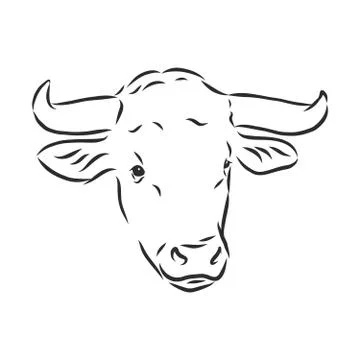 Black and white linear paint draw bull vector illustration. bull vector sketc Stock Illustration