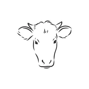 Black and white linear paint draw bull vector illustration. bull vector sketc Stock Illustration