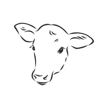 Black and white linear paint draw bull vector illustration. bull vector sketc Stock Illustration
