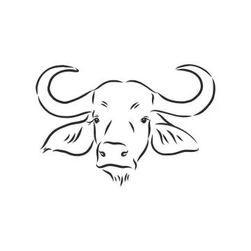 Black and white linear paint draw bull vector illustration. bull vector sketc Stock Illustration